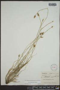 Carex leavenworthii image