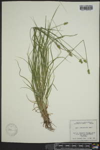 Carex leavenworthii image