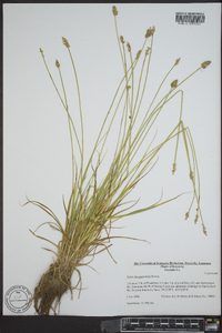 Carex leavenworthii image