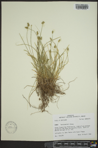 Carex leavenworthii image