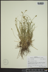 Carex leavenworthii image