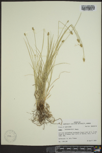 Carex leavenworthii image