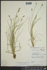 Carex leavenworthii image