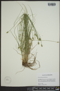 Carex leavenworthii image