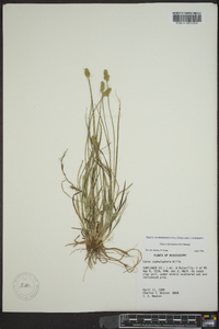 Carex leavenworthii image