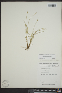 Carex leavenworthii image