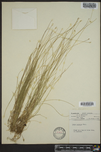 Carex leptalea var. harperi image