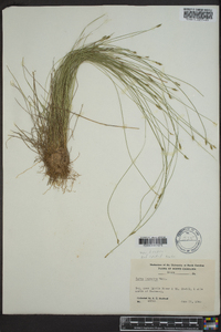 Carex leptalea var. harperi image