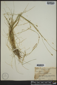 Carex leptalea var. harperi image