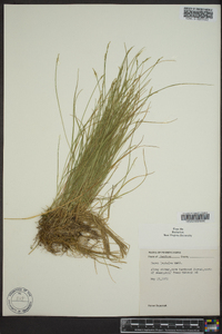 Carex leptalea var. harperi image