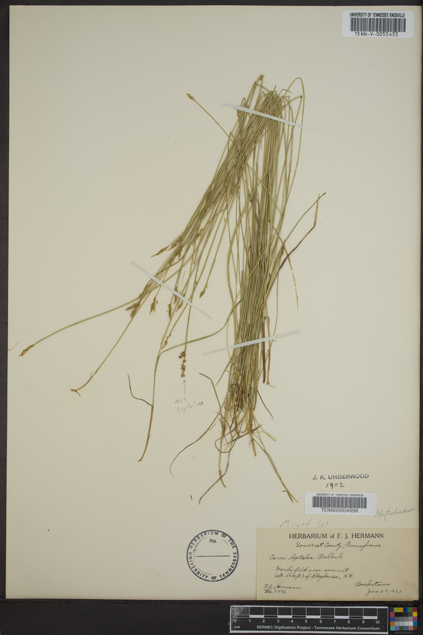 Carex leptalea var. harperi image