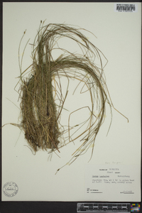 Carex leptalea var. harperi image