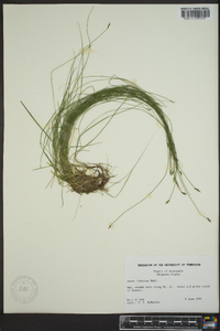 Carex leptalea var. harperi image