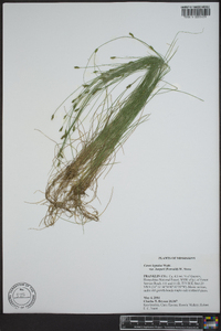 Carex leptalea var. harperi image