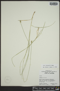 Carex leavenworthii image