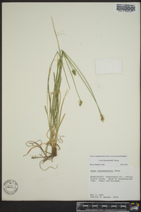 Carex leavenworthii image