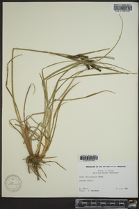 Carex lenticularis image