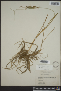 Carex lenticularis image