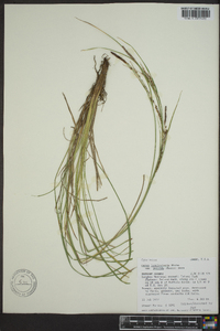 Carex lenticularis image