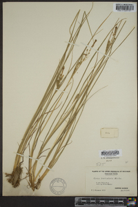 Carex lenticularis image