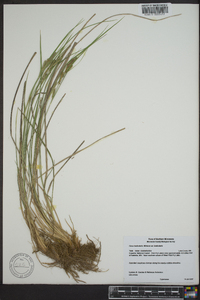 Carex lenticularis image