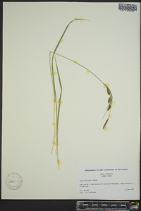 Carex lenticularis image