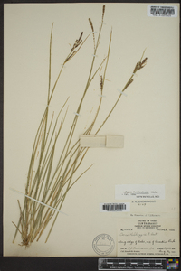 Carex lenticularis image