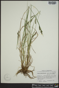 Carex lenticularis image