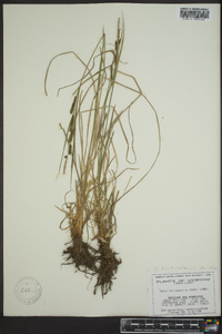 Carex lenticularis image