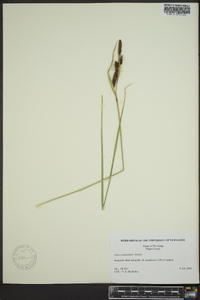 Carex lenticularis image