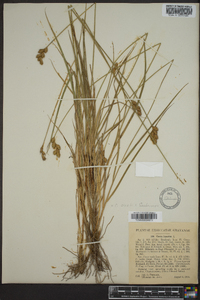 Carex leporina image