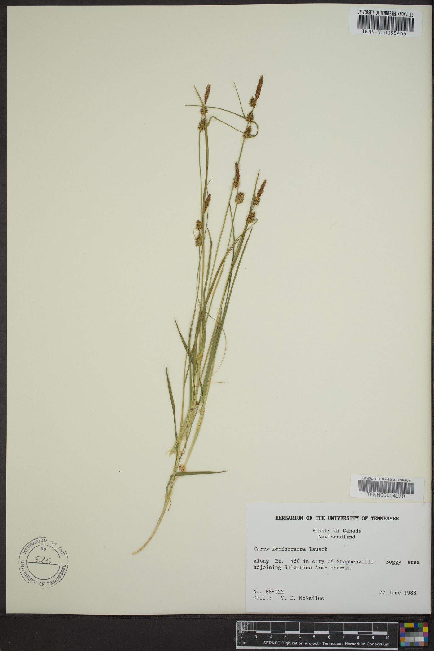 Carex lepidocarpa image