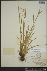 Carex leptonervia image