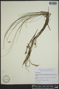 Carex limosa image