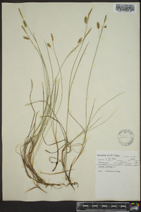 Carex limosa image