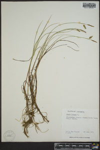 Carex limosa image