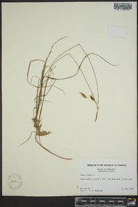 Carex limosa image