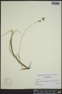 Carex limosa image