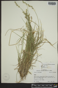 Carex longii image