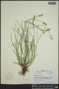 Carex longii image