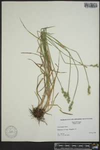 Carex longii image