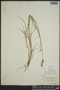 Carex longii image