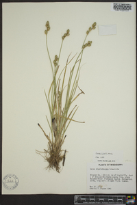 Carex longii image