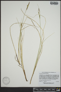 Carex livida image