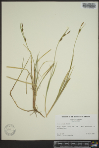 Carex livida image