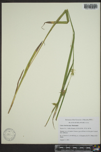 Carex lonchocarpa image