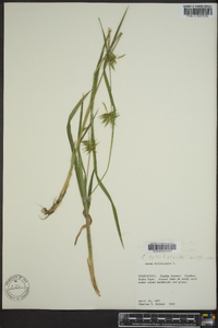 Carex lonchocarpa image