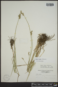 Carex longii image