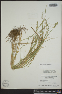 Carex longii image