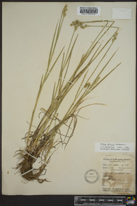 Carex longii image